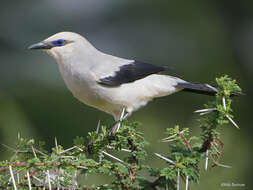 Image of Zavattariornis Moltoni 1938