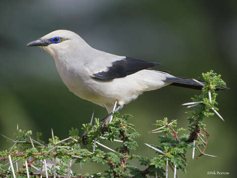 Imagem de Zavattariornis Moltoni 1938