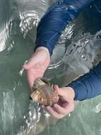 Image of West Indian crown conch