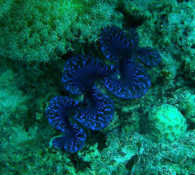 Image of Small giant clam