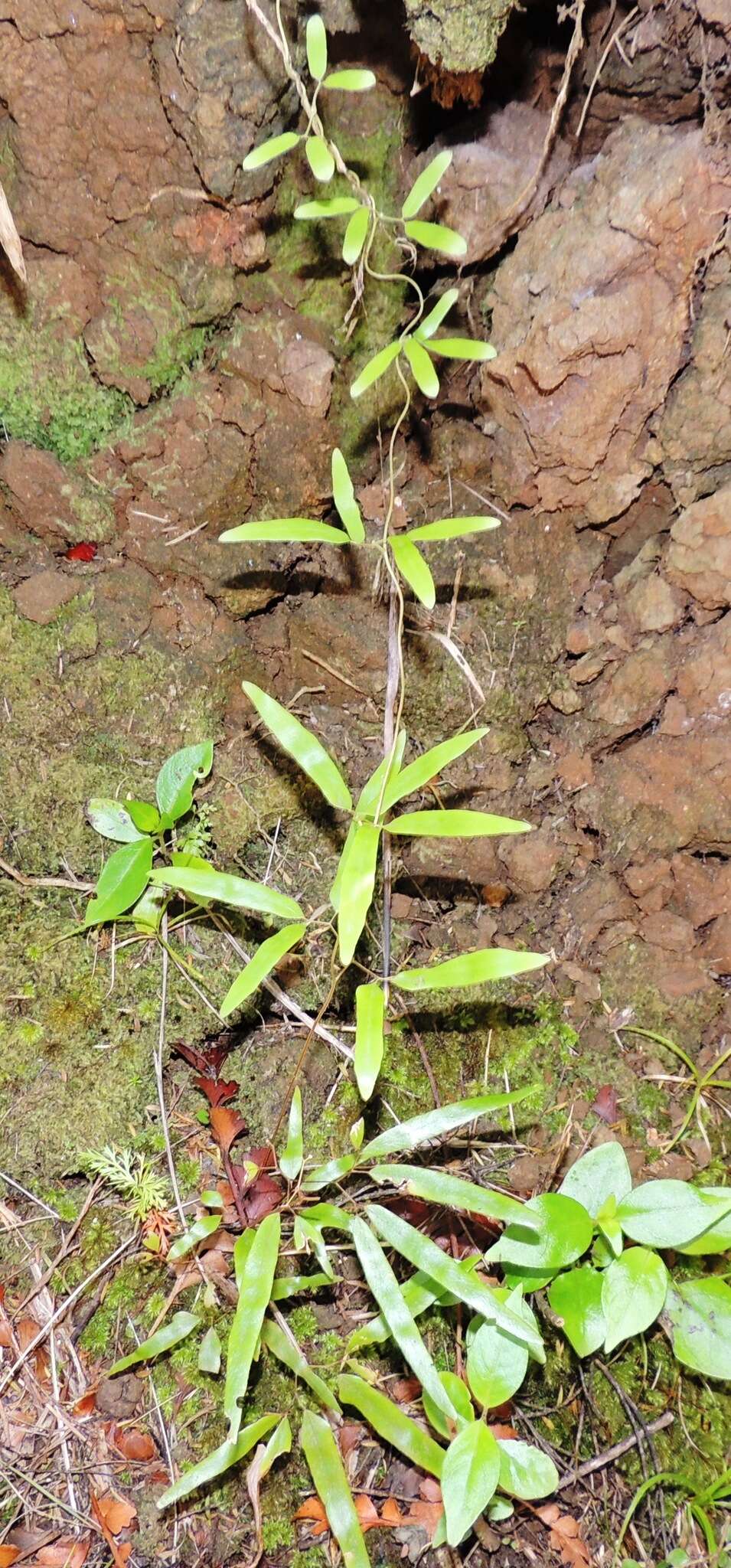 Image of Lygodium articulatum A. Rich.