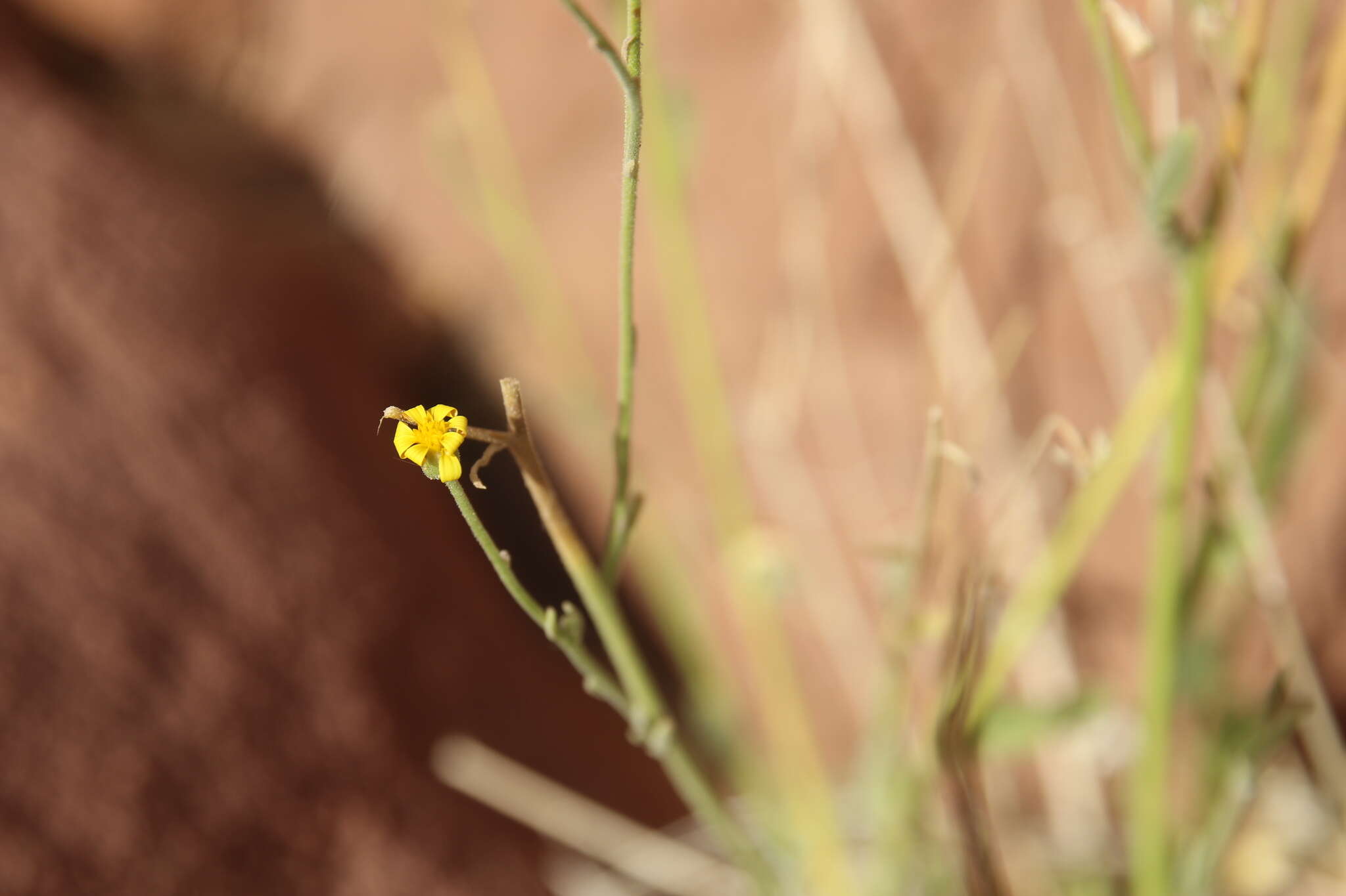 Image of Osteospermum vaillantii (DC.) Norlindh