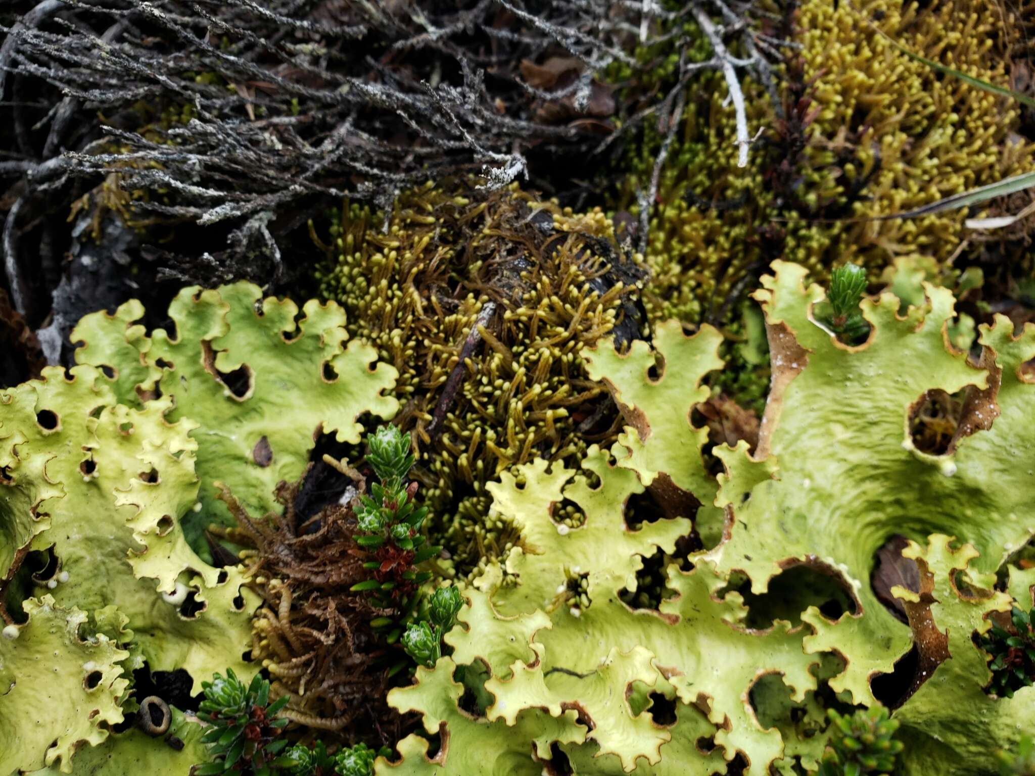 Image of Syzygiella colorata (Lehm.) K. Feldberg, Vána, Hentschel & Heinrichs