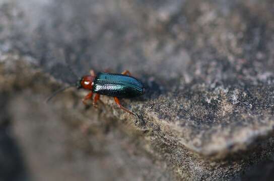 Image of Cereal leaf beetle