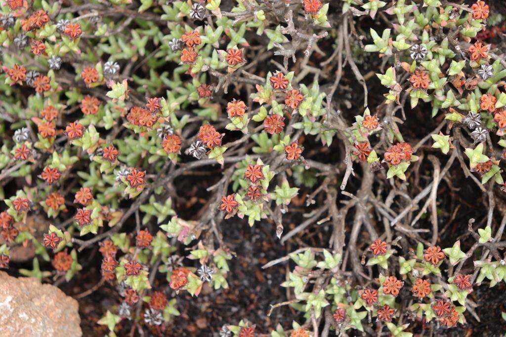 Image of Ruschia putterillii (L. Bol.) L. Bol.