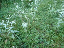 Image of Long-Spike Fluff Grass