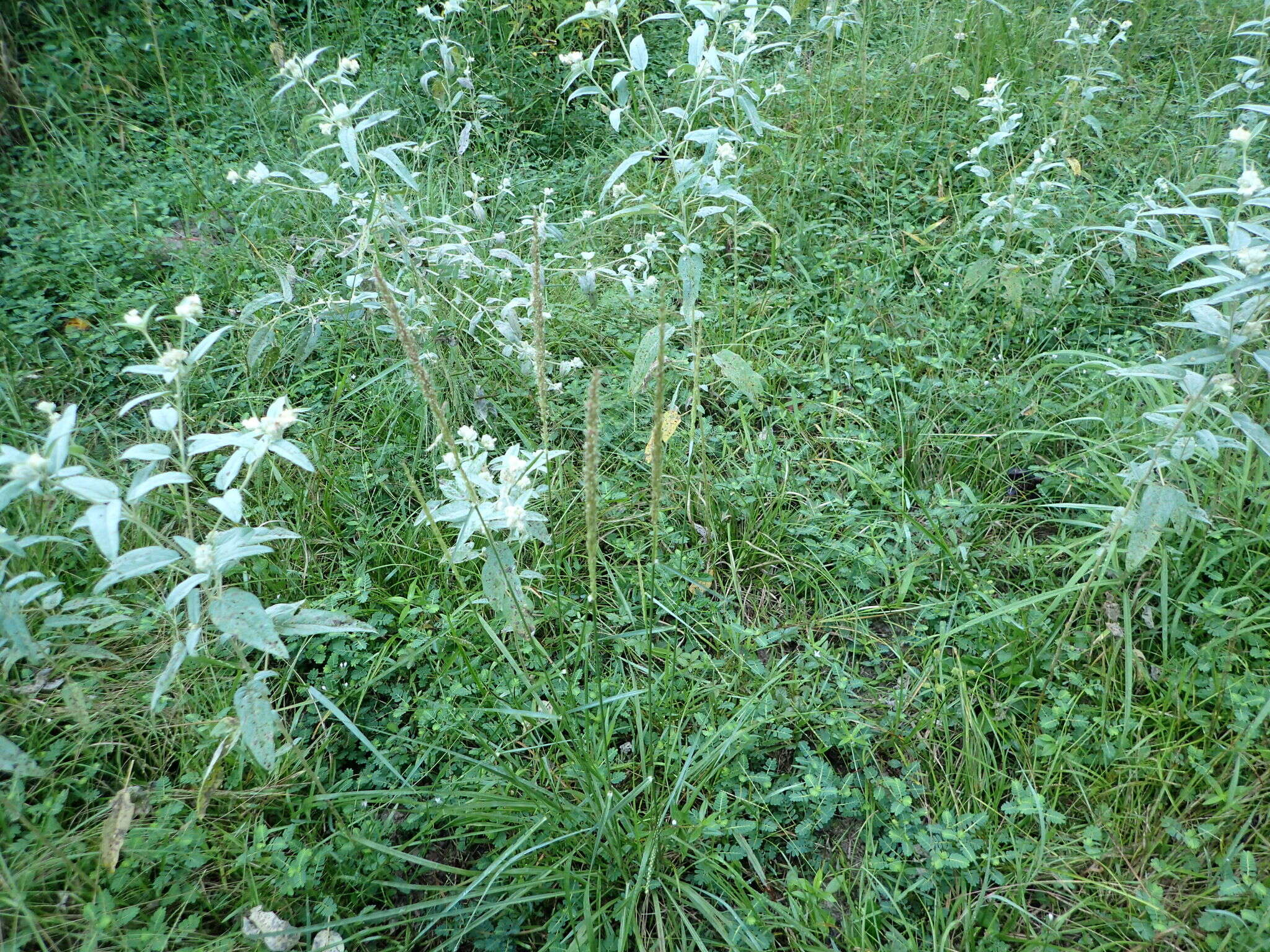 Image of Long-Spike Fluff Grass