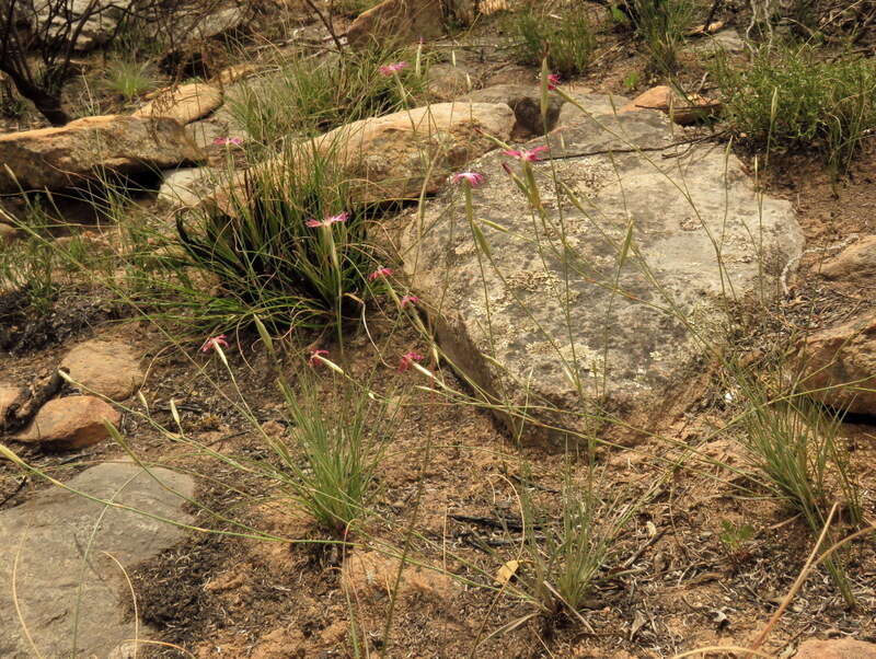 Dianthus bolusii Burtt Davy的圖片