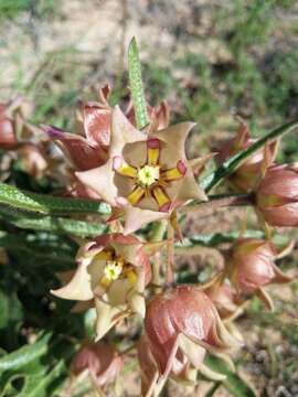 Image of Pachycarpus dealbatus E. Mey.