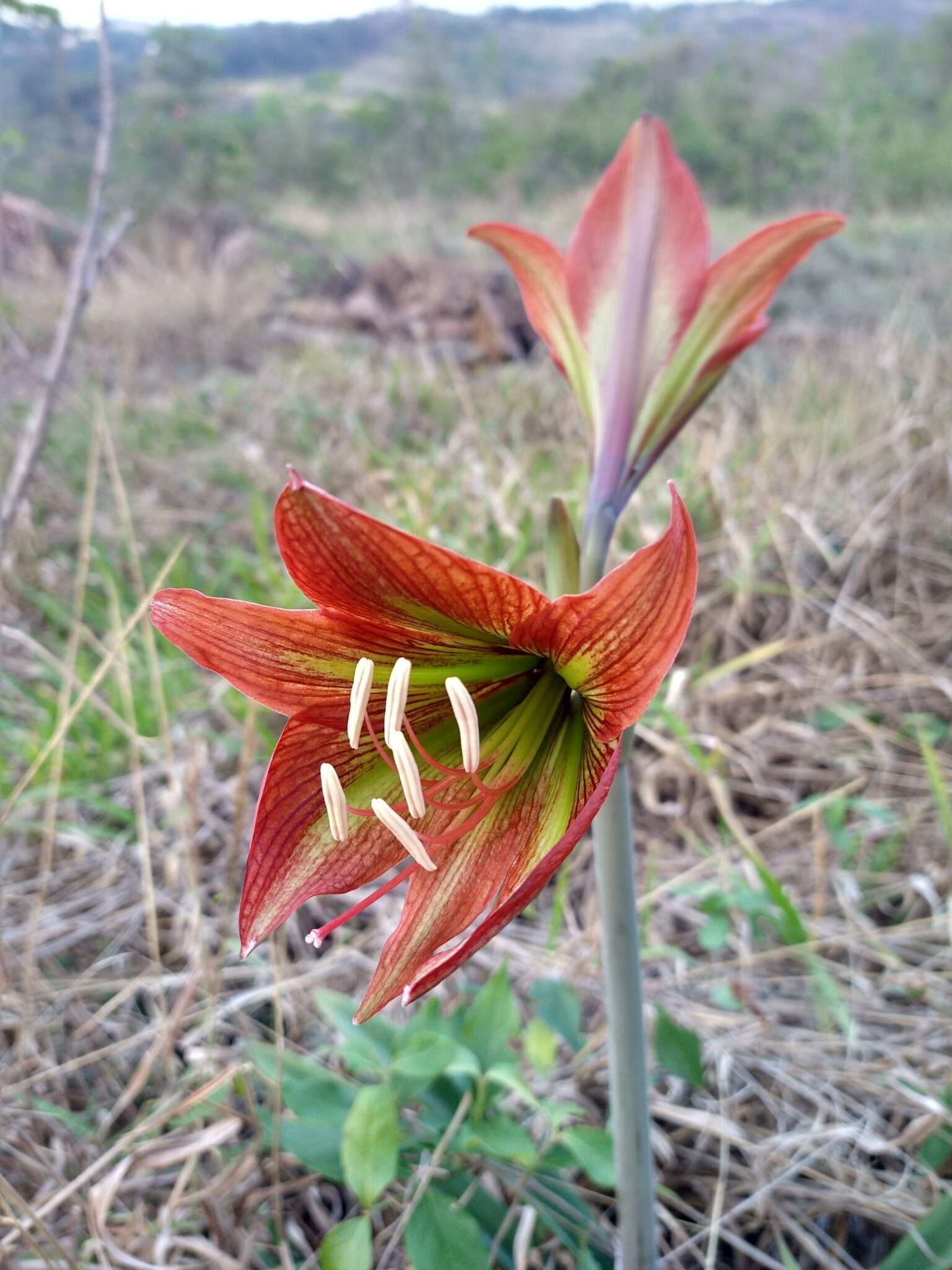 Слика од Hippeastrum glaucescens (Mart. ex Schult. & Schult. fil.) Herb.