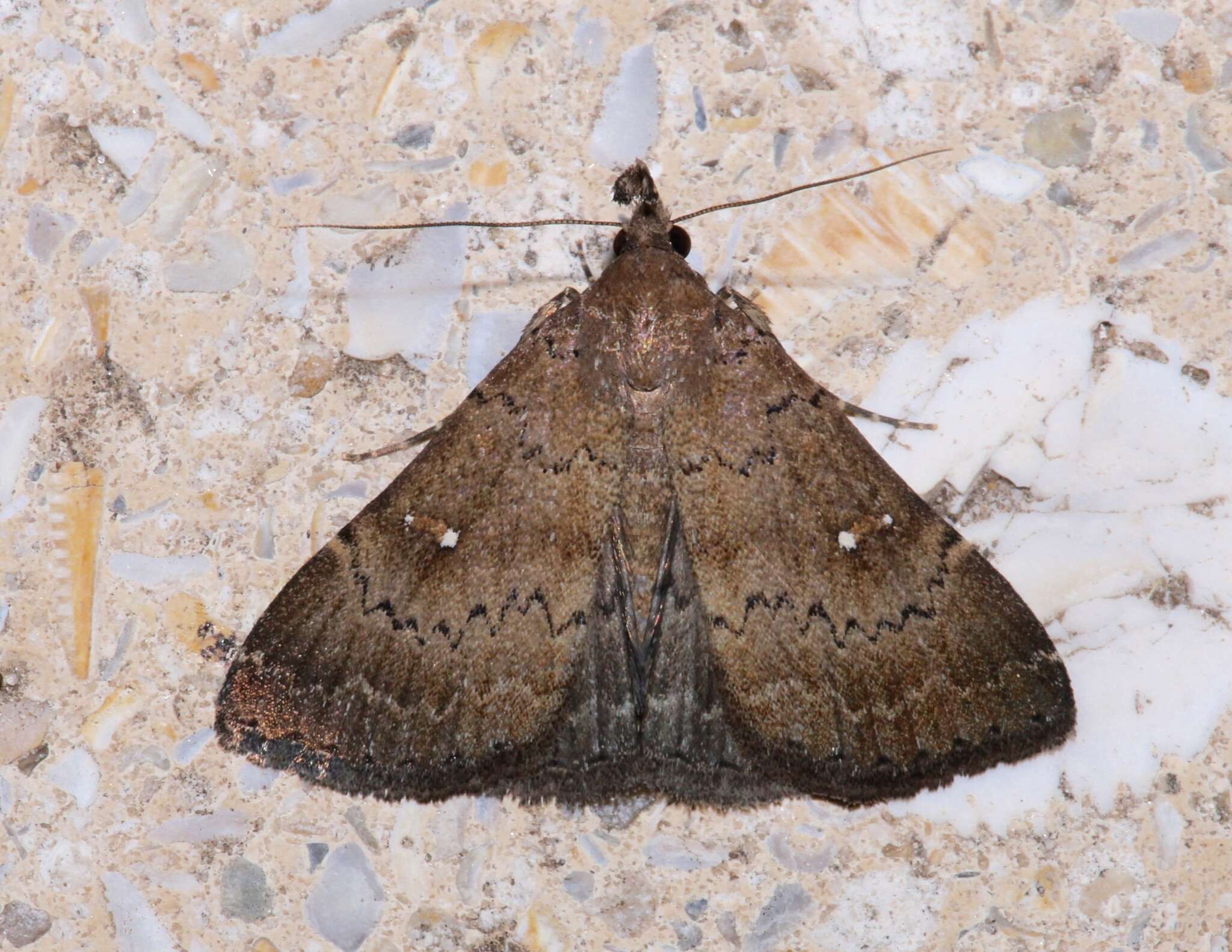 Image de Hypenula cacuminalis Walker 1858