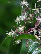 Image of Clematis pickeringii A. Gray