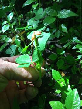 Image of running buffalo clover