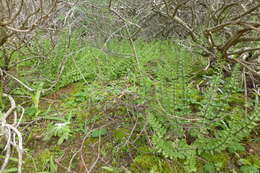 Imagem de Cheilanthes hastata (L. fil.) Kunze