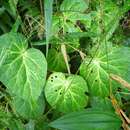 Image of Begonia venusta King