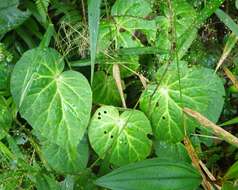 Image of Begonia venusta King