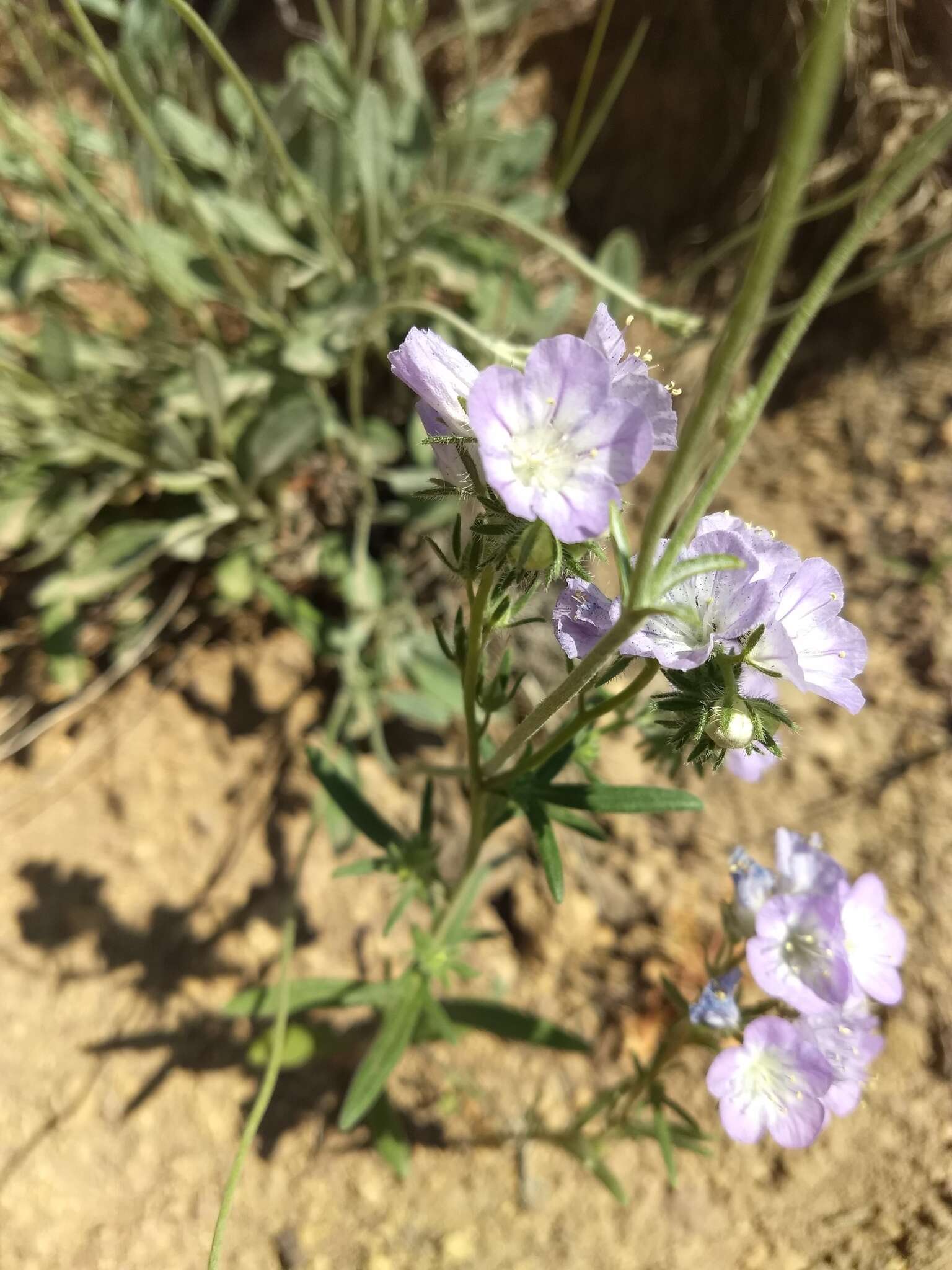 Image of threadleaf phacelia