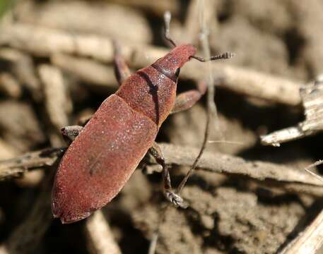 Слика од Lixus angustus (Herbst 1795)