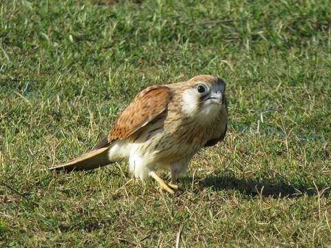 Image of Australian Kestrel