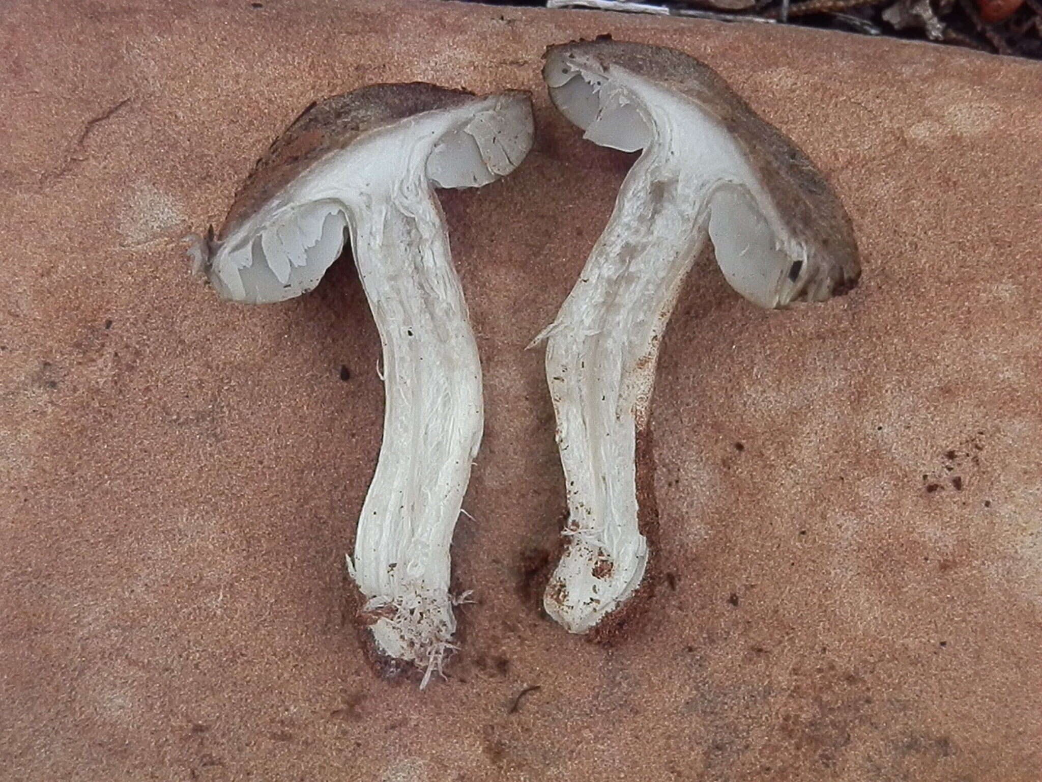 Слика од Tricholoma bonii Basso & Candusso 1997