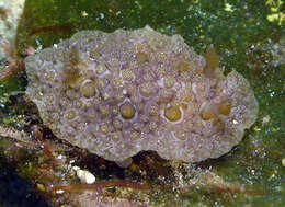 Image of Carminodoris grandiflora (Pease 1860)