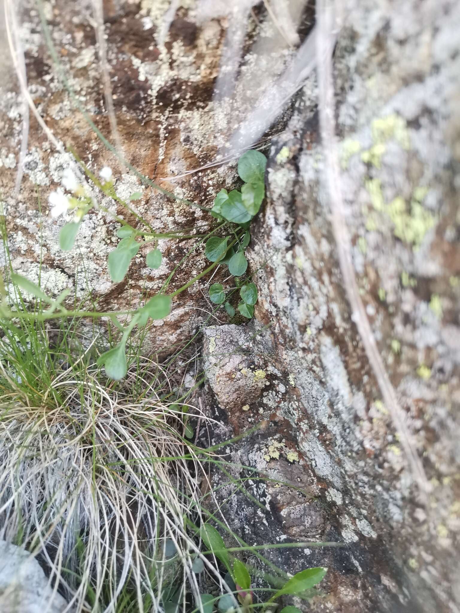 Plancia ëd Cardamine resedifolia L.