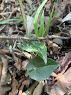 Image of Disperis lindleyana Rchb. fil.