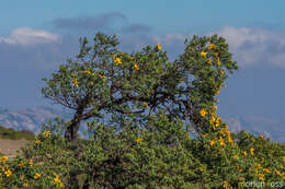 Image of Hypericum balfourii N. K. B. Robson