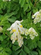 Image of pale corydalis