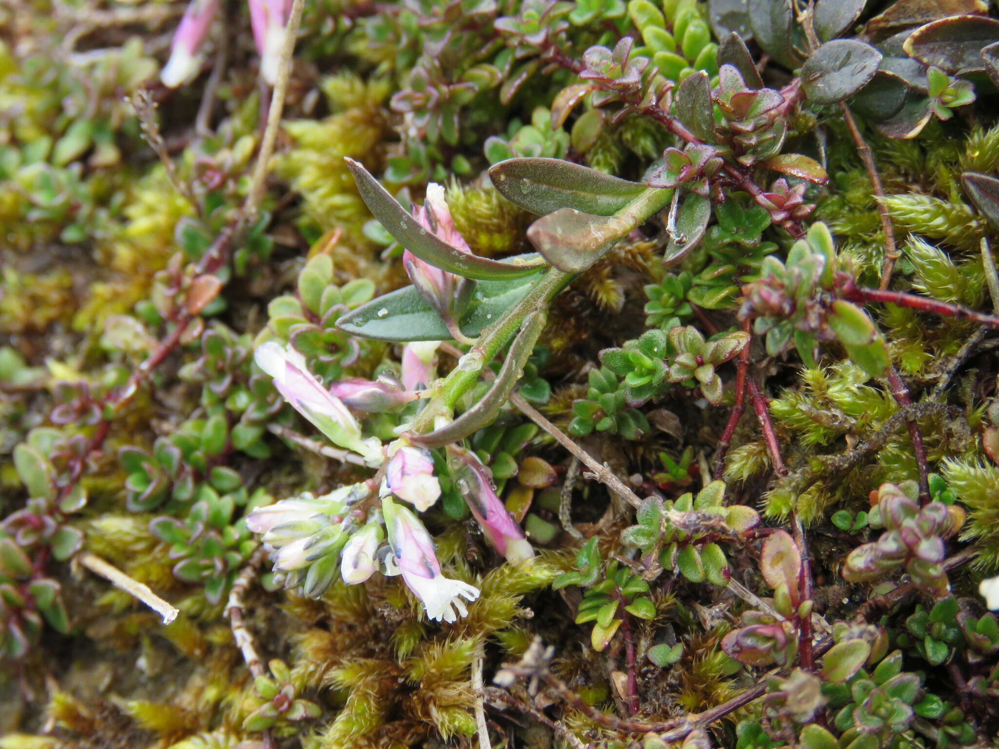 Sivun Polygala vulgaris subsp. collina (Rchb.) Borbàs kuva