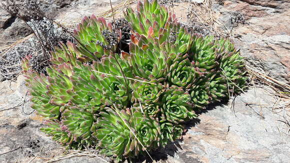 Image of Aeonium simsii (Sweet) W. T. Stearn