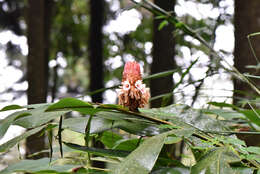 Image of Alpinia sessiliflora Kitam.