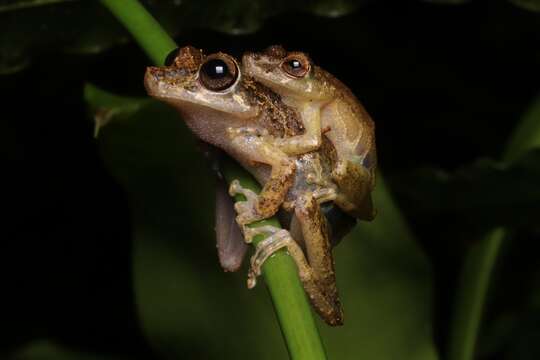 Image of Rio Verde Snouted Treefrog