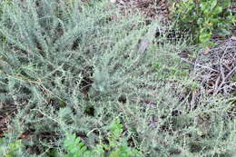 Image of false rosemary