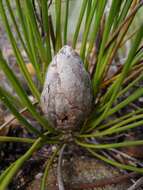 Image of Protea scorzonerifolia (Salisb. ex Knight) Rycroft