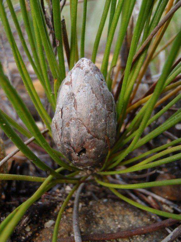 Image of Protea scorzonerifolia (Salisb. ex Knight) Rycroft