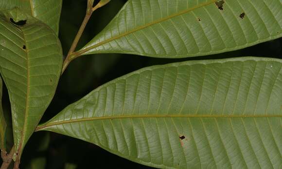 Image of Guatteria guianensis (Aubl.) R. E. Fr.