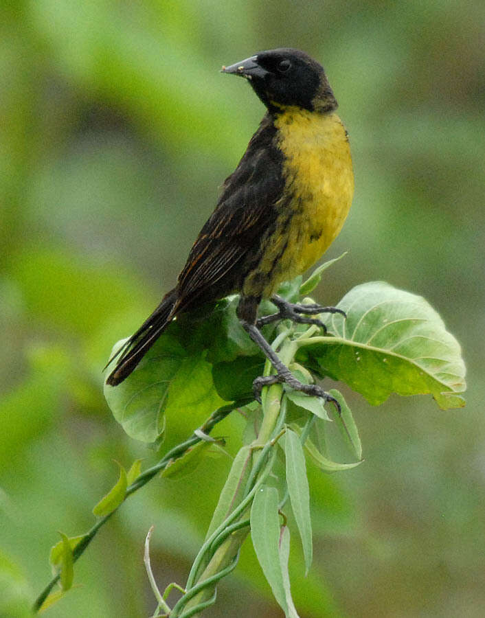 Image of Unicolored Blackbird