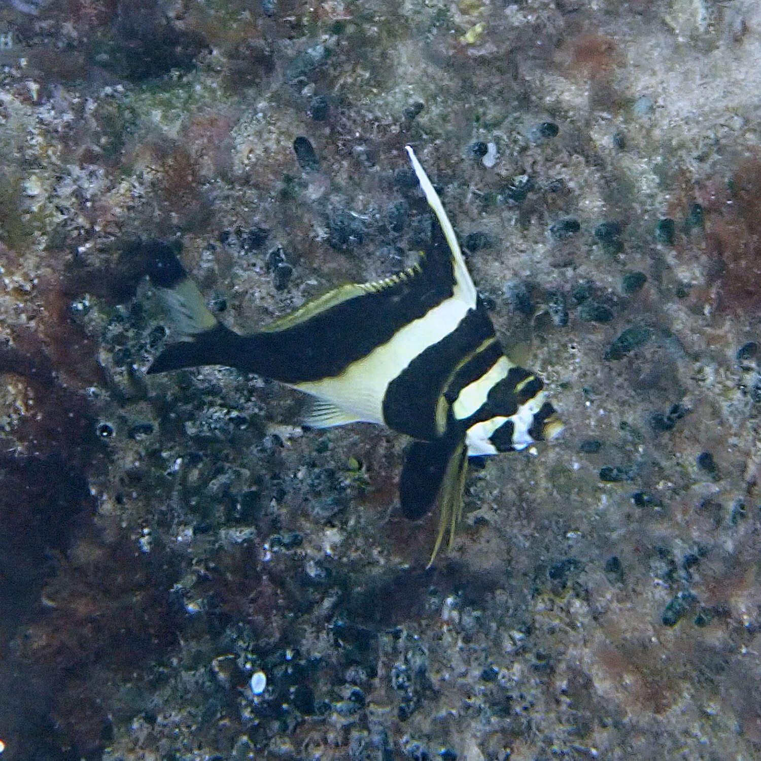 Image of Blacktip morwong