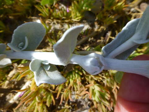 Image of Hottentot's Bedding