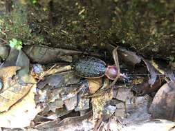 Image of Carabus (Coptolabrus) nankotaizanus Kano 1932