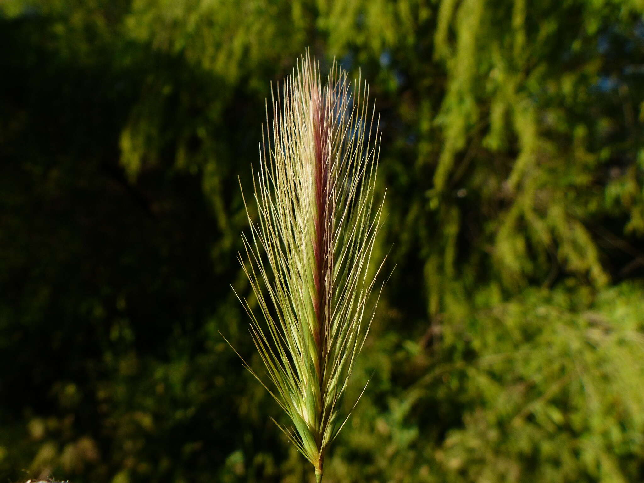 Hordeum murinum subsp. murinum的圖片