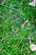 Image of Isolepis reticularis Colenso