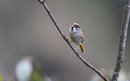 Image of Black-throated Parrotbill