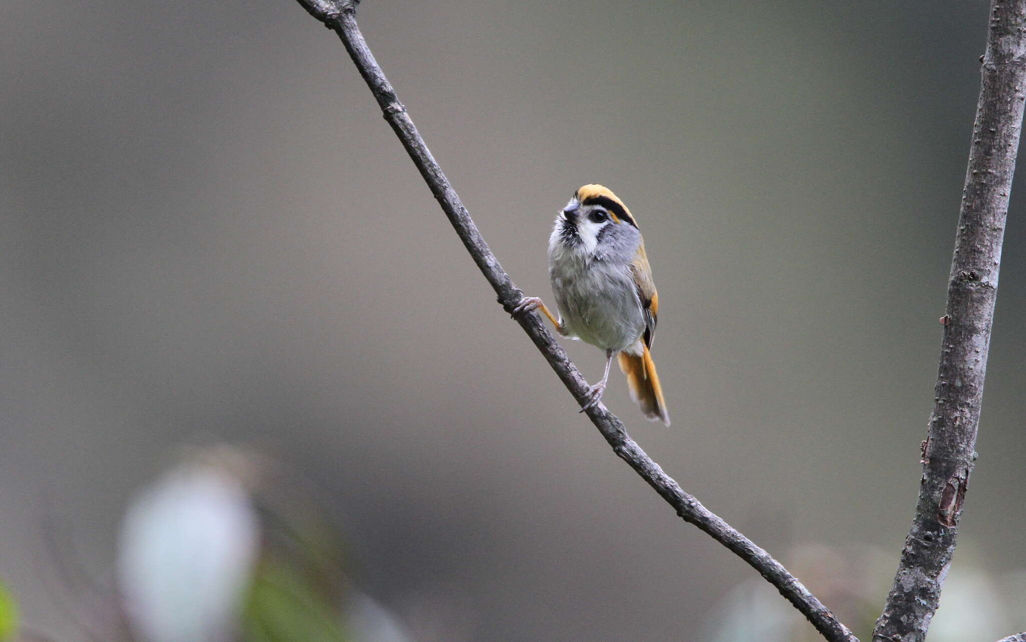 Image of Black-throated Parrotbill