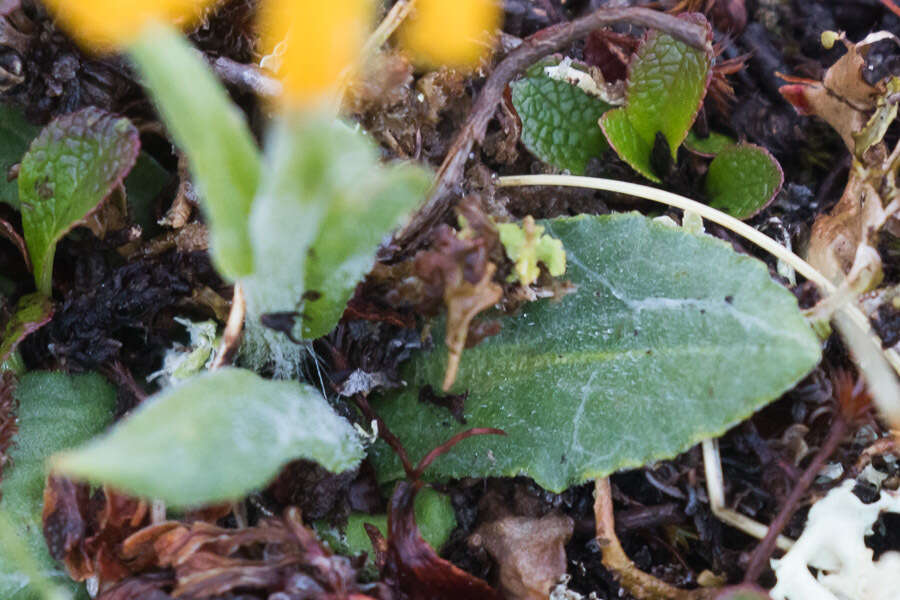 Image of fuscate groundsel