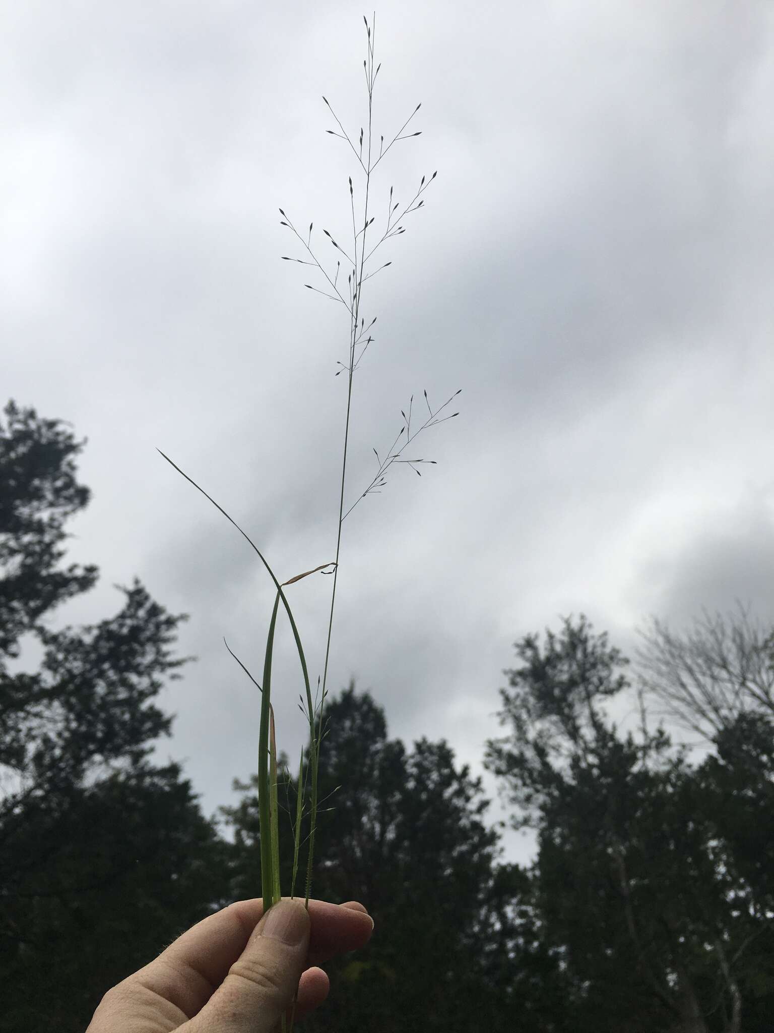 Image of wiry panicgrass