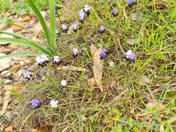 صورة Muscari pulchellum Heldr. & Sart.