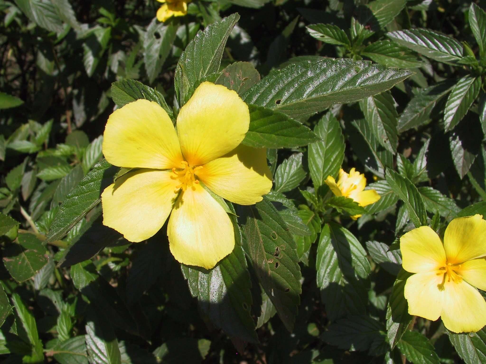 Image of Turnera orientalis (Urban) M. M. Arbo