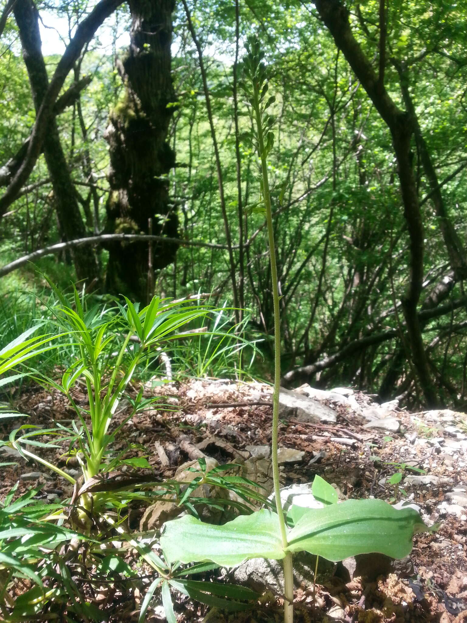 Image of Common twayblade